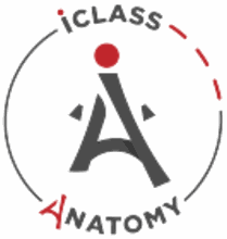 iClass Anatomy
